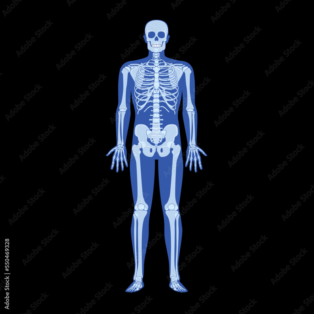 X-Ray Skeleton Human body - hands, legs, chests, heads, vertebra, pelvis, Bones adult people roentgen front view. 3D realistic flat blue color concept Vector illustration of medical anatomy isolated