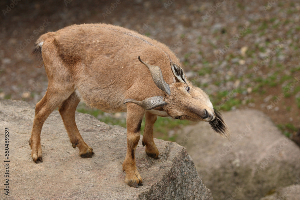 Fototapeta premium Schraubenziege / Markhor / Capra falconeri.