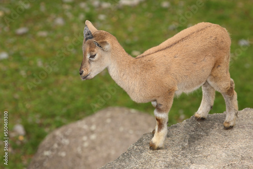 Schraubenziege / Markhor / Capra falconeri. photo