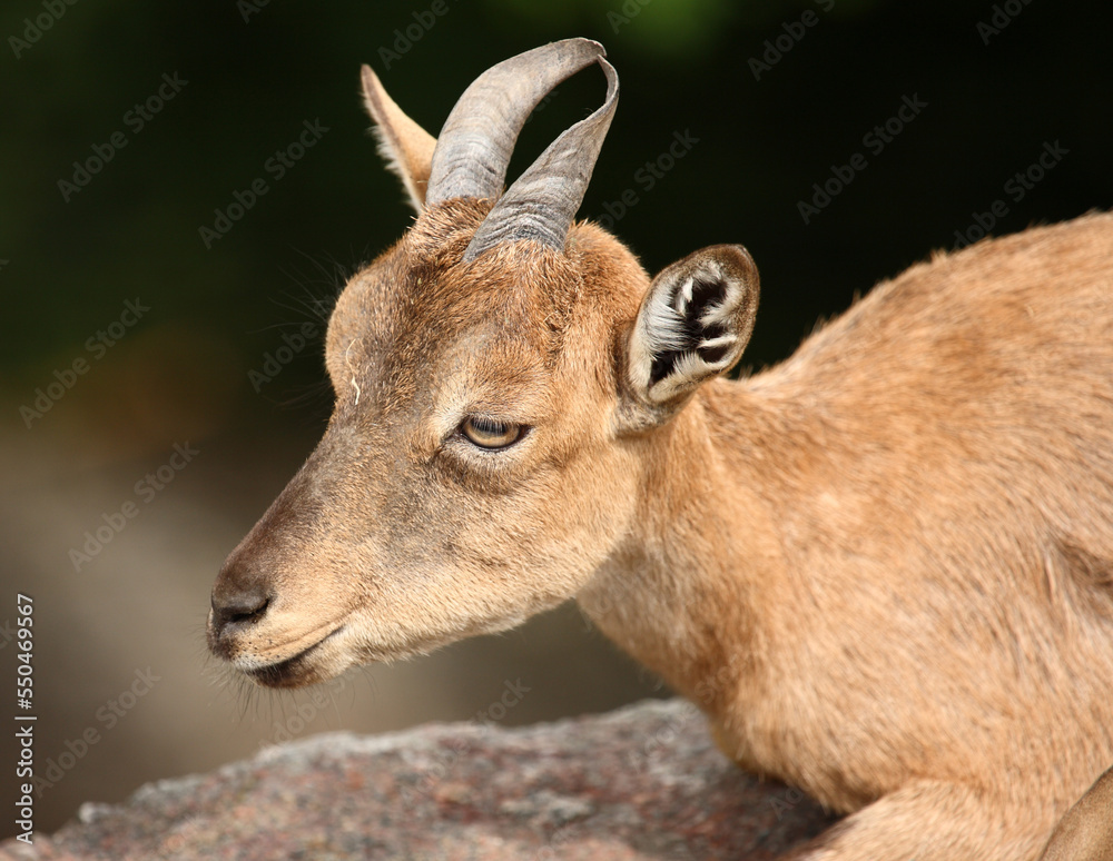 Fototapeta premium Schraubenziege / Markhor / Capra falconeri.