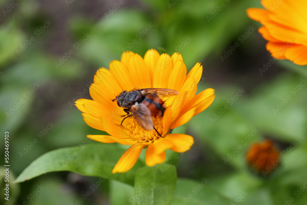Beautiful blooming calendula flower with insect outdoors, closeup Beautiful blooming calendula flower with insect outdoors, closeup