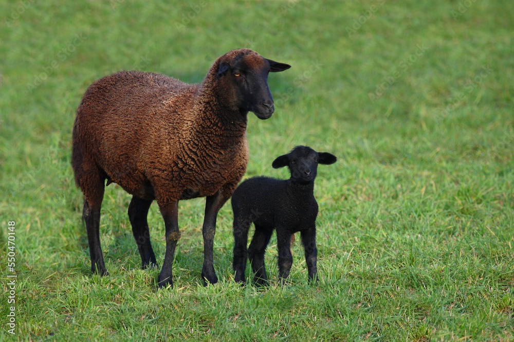 Naklejka premium Schaf / Sheep / Ovis.