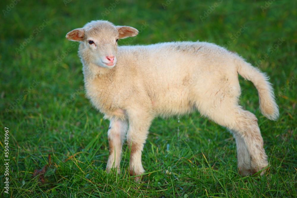 Obraz premium Schaf / Sheep / Ovis.