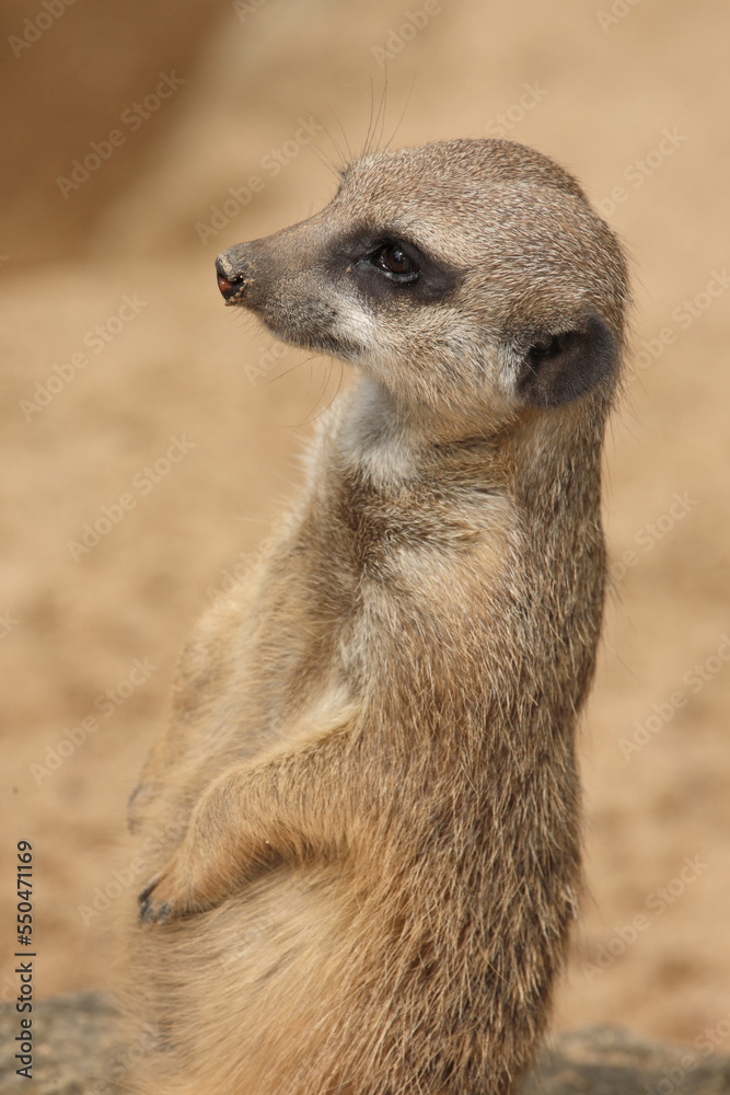 Erdmännchen / Suricate or Meerkat / Suricata suricatta Erdmännchen / Suricate or Meerkat / Suricata suricatta