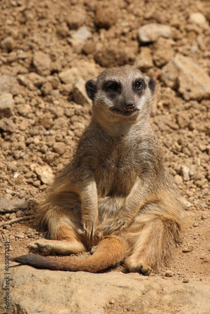 Erdmännchen / Suricate or Meerkat / Suricata suricatta Erdmännchen / Suricate or Meerkat / Suricata suricatta