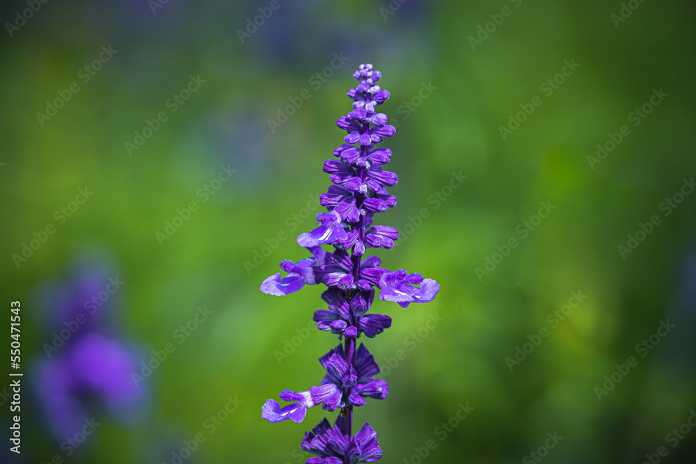 Obraz premium Azure blooms. Blue sage flowers.