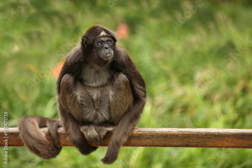 Goldstirnklammeraffe / White-bellied spider monkey / Ateles belzebuth