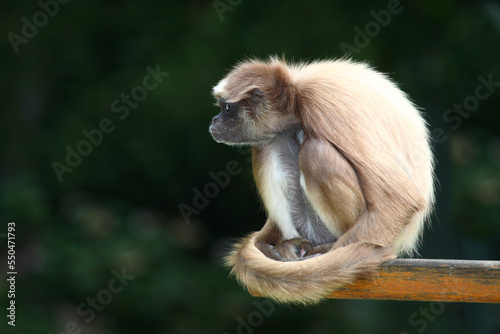 Goldstirnklammeraffe / White-bellied spider monkey / Ateles belzebuth