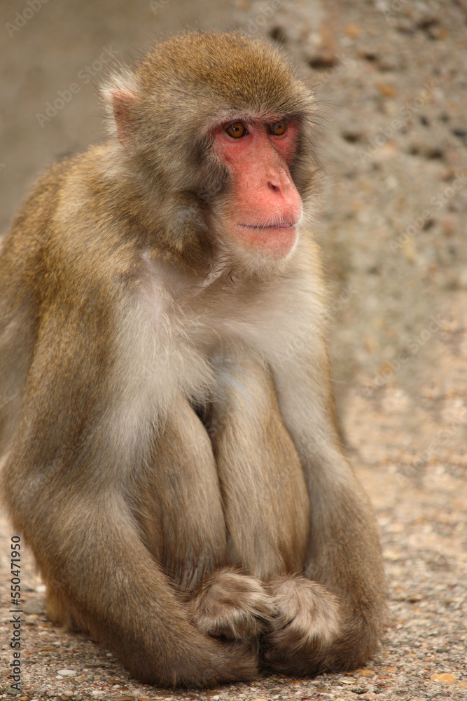 Rotgesichtsmakake oder Japanmakak / Japanese macaque or Snow monkey / Macaca fuscata Rotgesichtsmakake oder Japanmakak / Japanese macaque or Snow monkey / Macaca fuscata