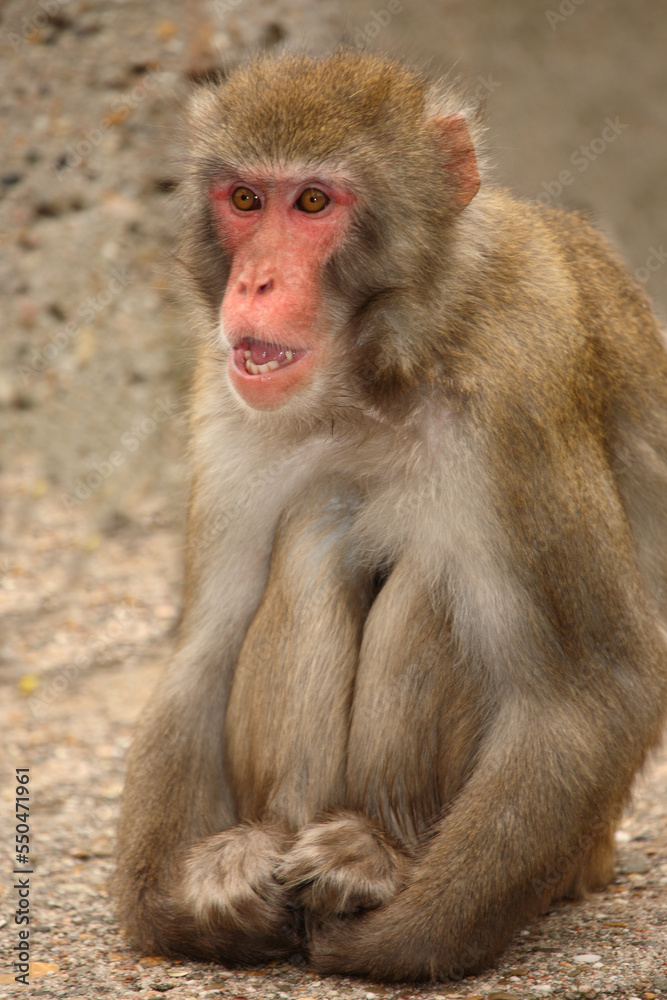 Rotgesichtsmakake oder Japanmakak / Japanese macaque or Snow monkey / Macaca fuscata