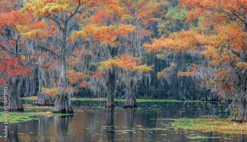 Fototapeta Naklejka Na Ścianę i Meble -  Vibrant autumn cypress trees in the swamp