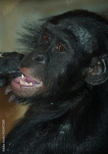 Bonobo oder Zwergschimpanse / Pygmy chimpanzee / Pan paniscus..