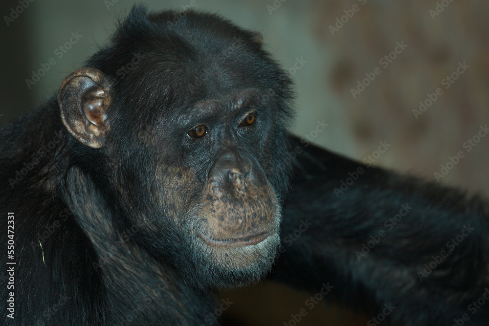 Gemeiner Schimpanse / Common chimpanzee / Pan troglodytes Gemeiner Schimpanse / Common chimpanzee / Pan troglodytes