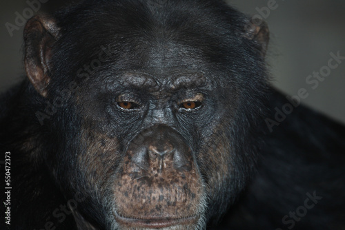 Gemeiner Schimpanse / Common chimpanzee / Pan troglodytes