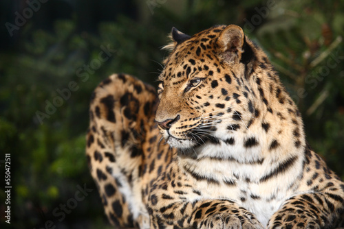 Amurleopard / Amur leopard / Panthera pardus orientalis