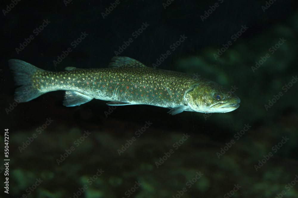 Fototapeta premium Bachforelle / River trout / Salmo trutta fario