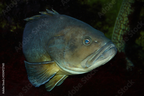 Brauner Zackenbarsch / Yellowbelly grouper / Epinephelus marginatus - Mycteroperca marginatus photo