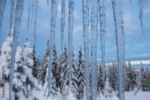 Icicles hanging from above on the background of a spruce forest