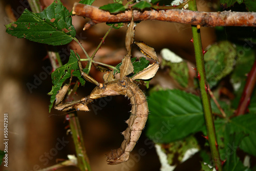 Australische Gespenstschrecke / Macleay's spectre or Giant prickly stick insect / Extatosoma tiaratum photo