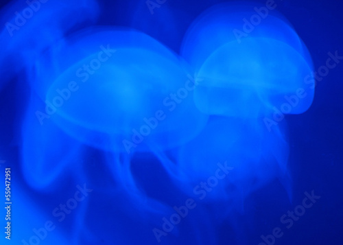 Qualle - Meduse / Jellyfish / © Ludwig