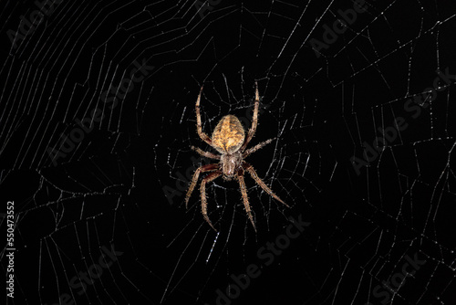 Hentz Orb-Weaver Spider © Brad