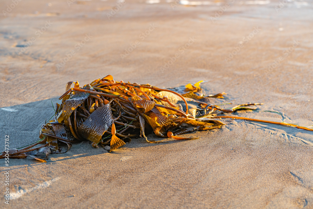 Giant Kelp (Macrocystis pyrifera) on the beach sand. Giant Kelp (Macrocystis pyrifera) on the beach sand.