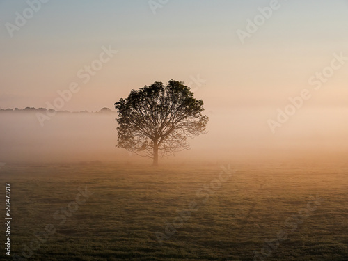 Lonely tree at sunrise in the morning mist on the moor © VGV