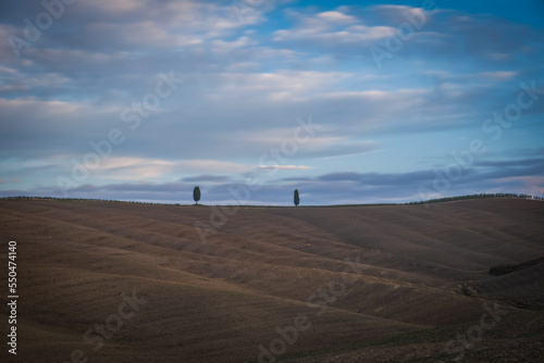 Monteroni d'Arbia, cypress tree and wheat field along the route of the via Francigena. Siena province, Tuscany. Italy, Europe. October 2022 photo