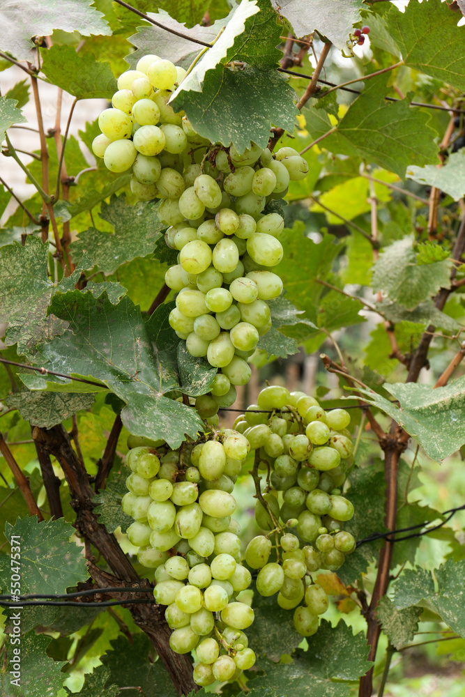 Fototapeta premium Delicious green grapes growing in vineyard, closeup