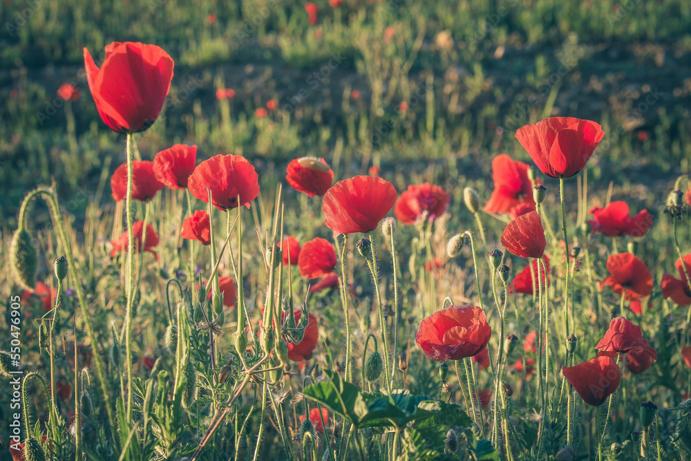 Fototapeta premium Delicate red wildflowers growing in the field