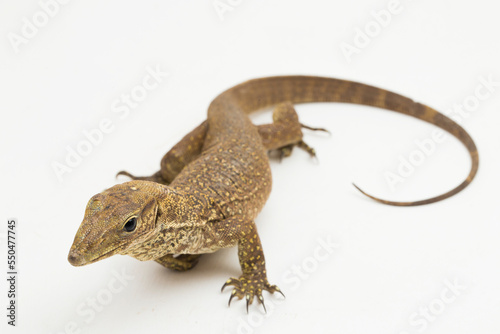 The clouded monitor lizard  Varanus nebulosus  isolated on white background