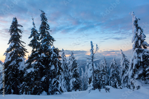 Spruce trees covered with white fluffy snow in the winter mountain forest with sunset sky. Beautiful Carpathian outdoor view