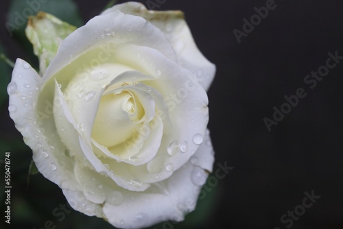 white roses wet with rain on a black background