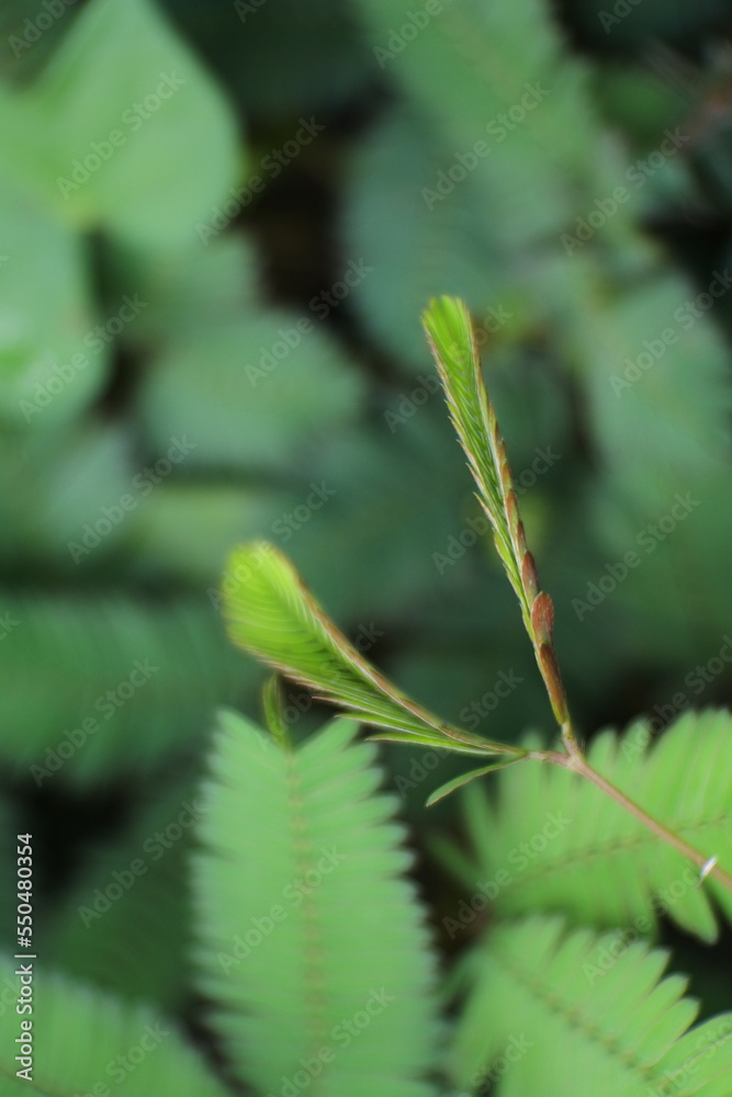 Organic plants. Close up of aromatic Herbs plant. Organic plants. Close up of aromatic Herbs plant.