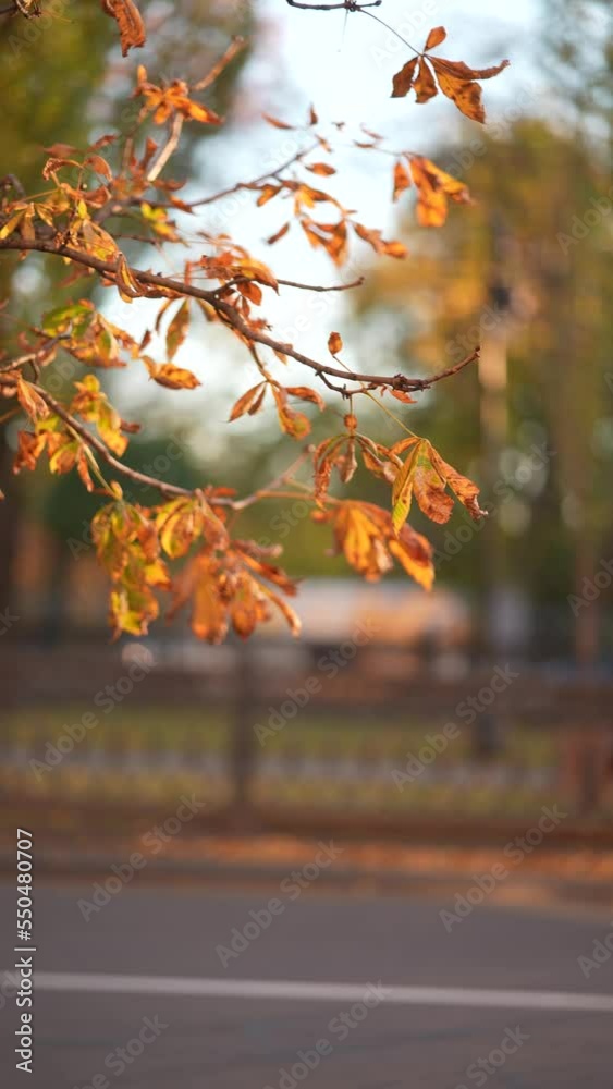 Dry yellow leaves of chestnut swaying on the wind in the autumn street Dry yellow leaves of chestnut swaying on the wind in the autumn street