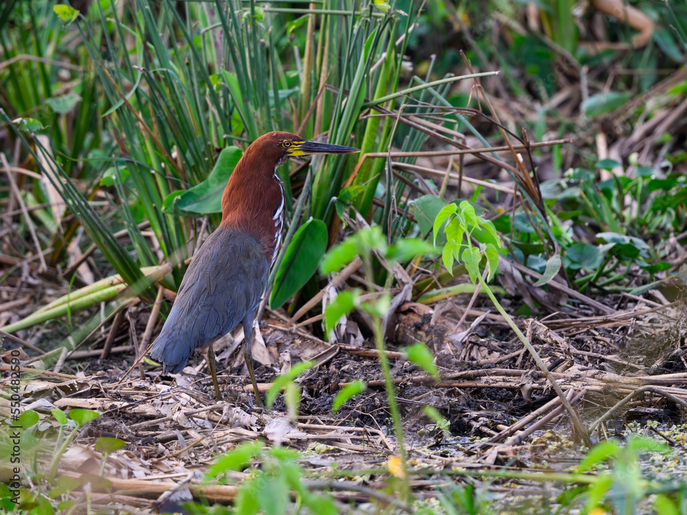 Adult Rufescent Tiger-Heron standing in the reeds