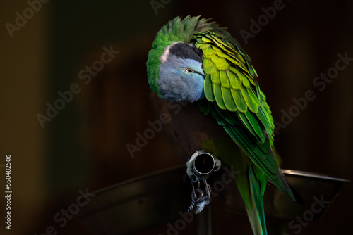 A Parakeet also know as Periquito perched on branch. Species Brotogeris chiriri. Birdwatching. Birding. Parrot. photo