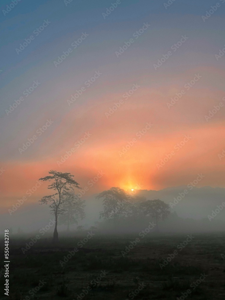 Fototapeta premium sunrise in the jungle