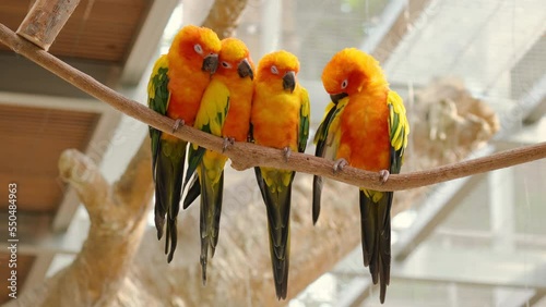 Sun Parakeets or Sun Conure Birds in Love ( Aratinga Solstitialis ) Perched on Branch Hugging Each Other to Get Warm photo