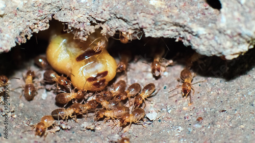 Macro shot. Queen of termites and termites working in a nest made of soil. small animal world concept