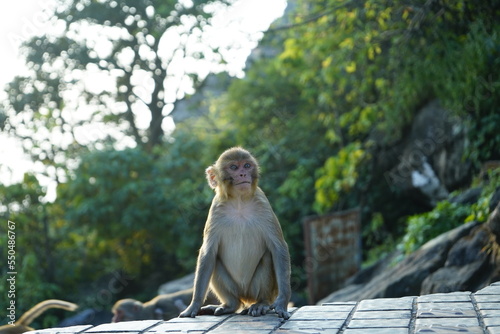 This monkey is might in parasnath hill photo