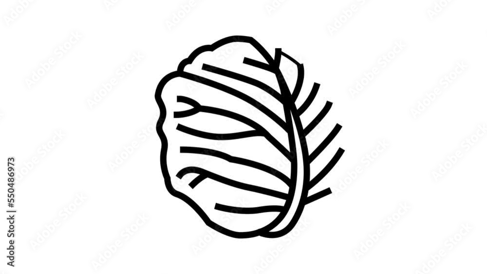 white cabbage line icon animation white cabbage line icon animation