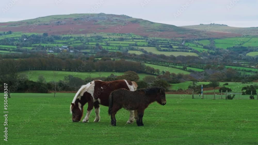 Wild pony and foal stand together and graze on the moorland grass. Stunning countryside background. 4K. Slow motion. Wild pony and foal stand together and graze on the moorland grass. Stunning countryside background. 4K. Slow motion.