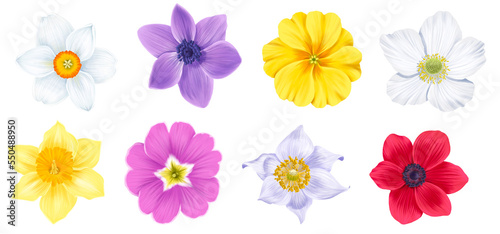 drawing spring flowers, primroses, daffodil, anemone,narcissus and windflower isolated at white background , hand drawn botanical illustration