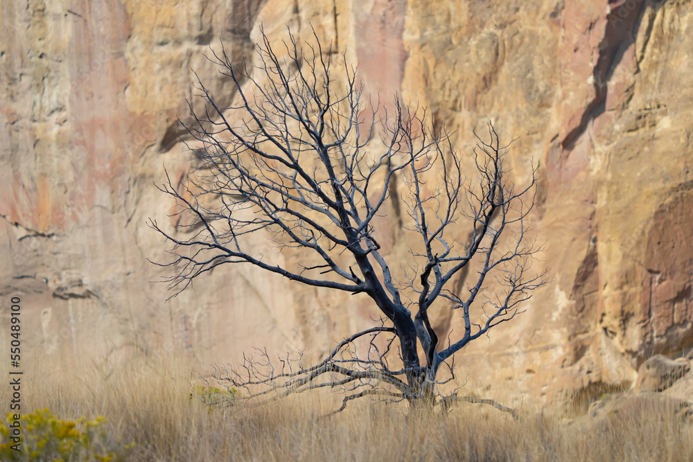 Fototapeta premium Dead Tree Detail in Smith Rock State Park in Oregon