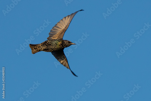 Iridescent European Starling in Flight © Jeff Huth