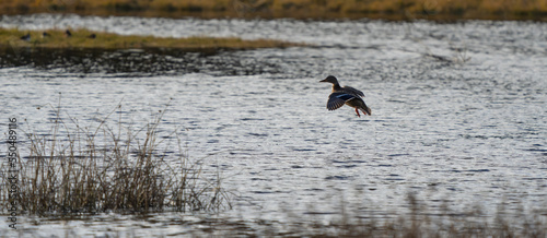 Hen Mallard Duck Lands in a Marsh in Silhouette