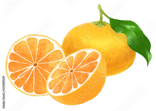 美味しそうなミカンのイラスト／Illustration of delicious mandarin orange