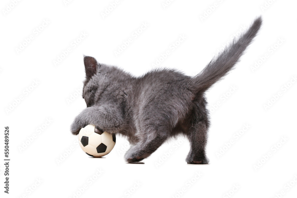 Obraz premium A small gray kitten plays with toy a soccer ball isolated on white background. Cat toys. The cat is a football player. Playing with a football.