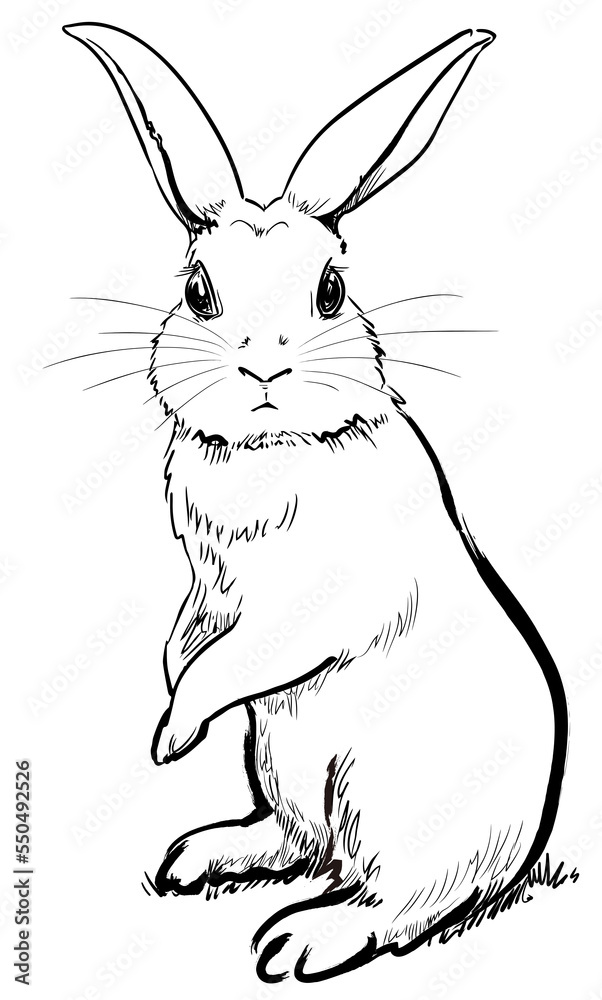 Obraz premium 正面を向くウサギ